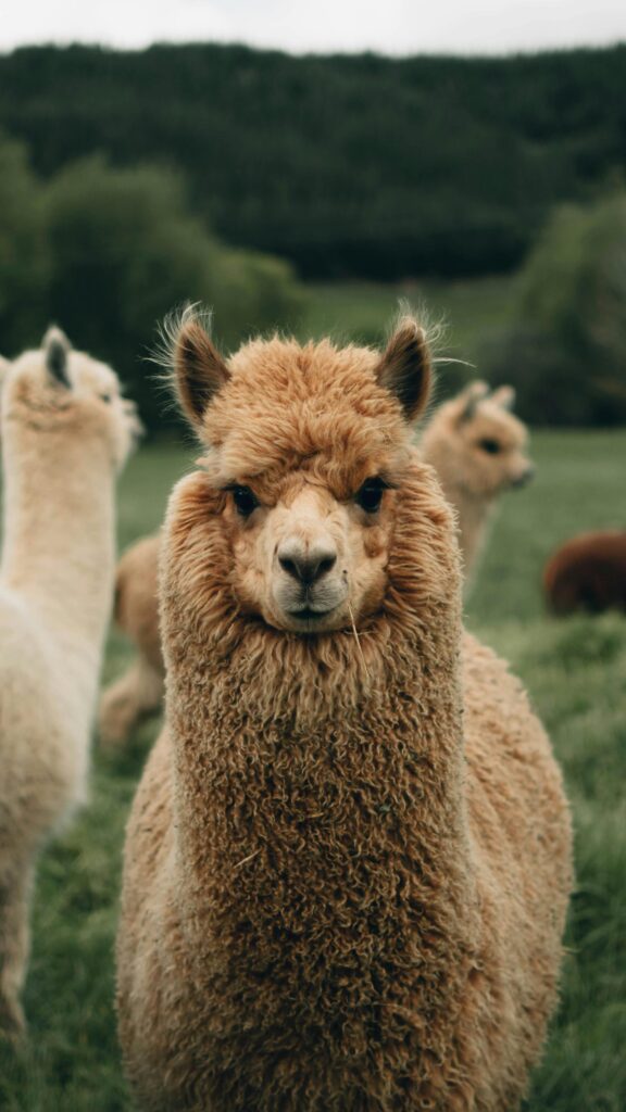A charming alpaca gazes directly amidst a lush green pasture in Nelson, New Zealand.